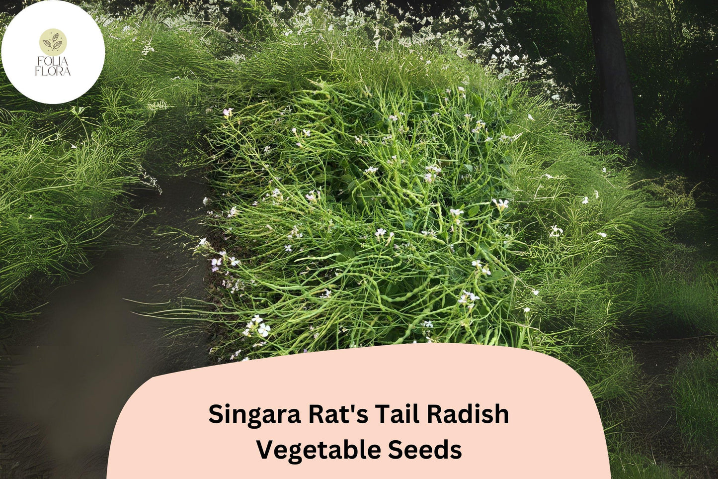 500+ Singara Rat's Tail Radish Seeds – Edible Pods & Heirloom Garden Radish