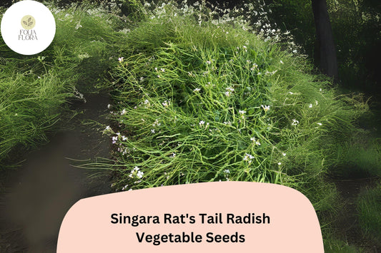 500+ Singara Rat's Tail Radish Seeds – Edible Pods & Heirloom Garden Radish