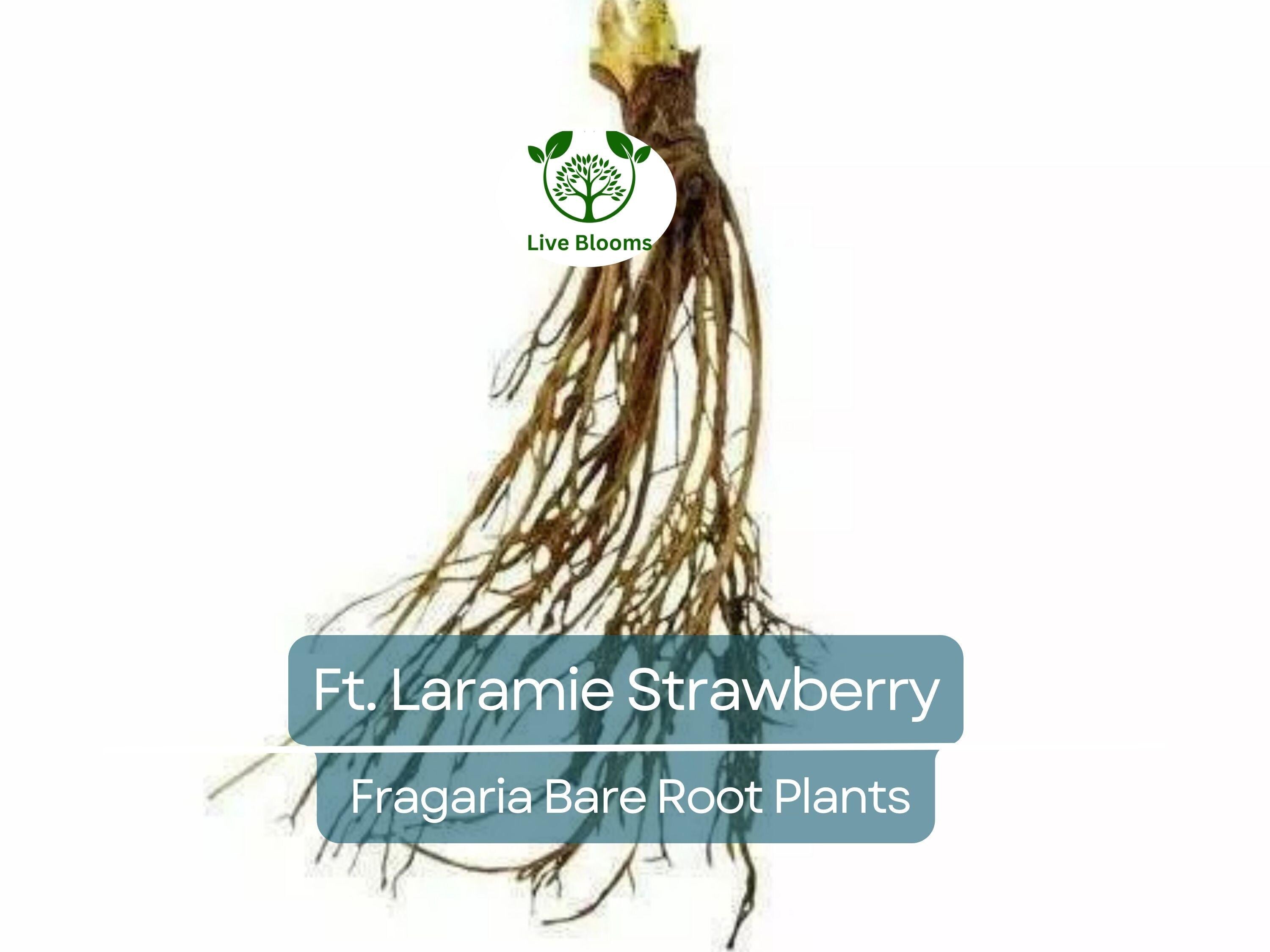 10 Ft. Laramie Strawberry Bare Root Plants - Everbearing, Sweet Heirloom, Fragaria × ananassa, Cold Hardy, Non-GMO Garden Fruit