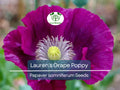 500 Seeds Poppy LAUREN'S GRAPE (Papaver somniferum) Purple Poppies, Attracts Bees & Butterflies, Non-GMO, Gorgeous Garden Flowers