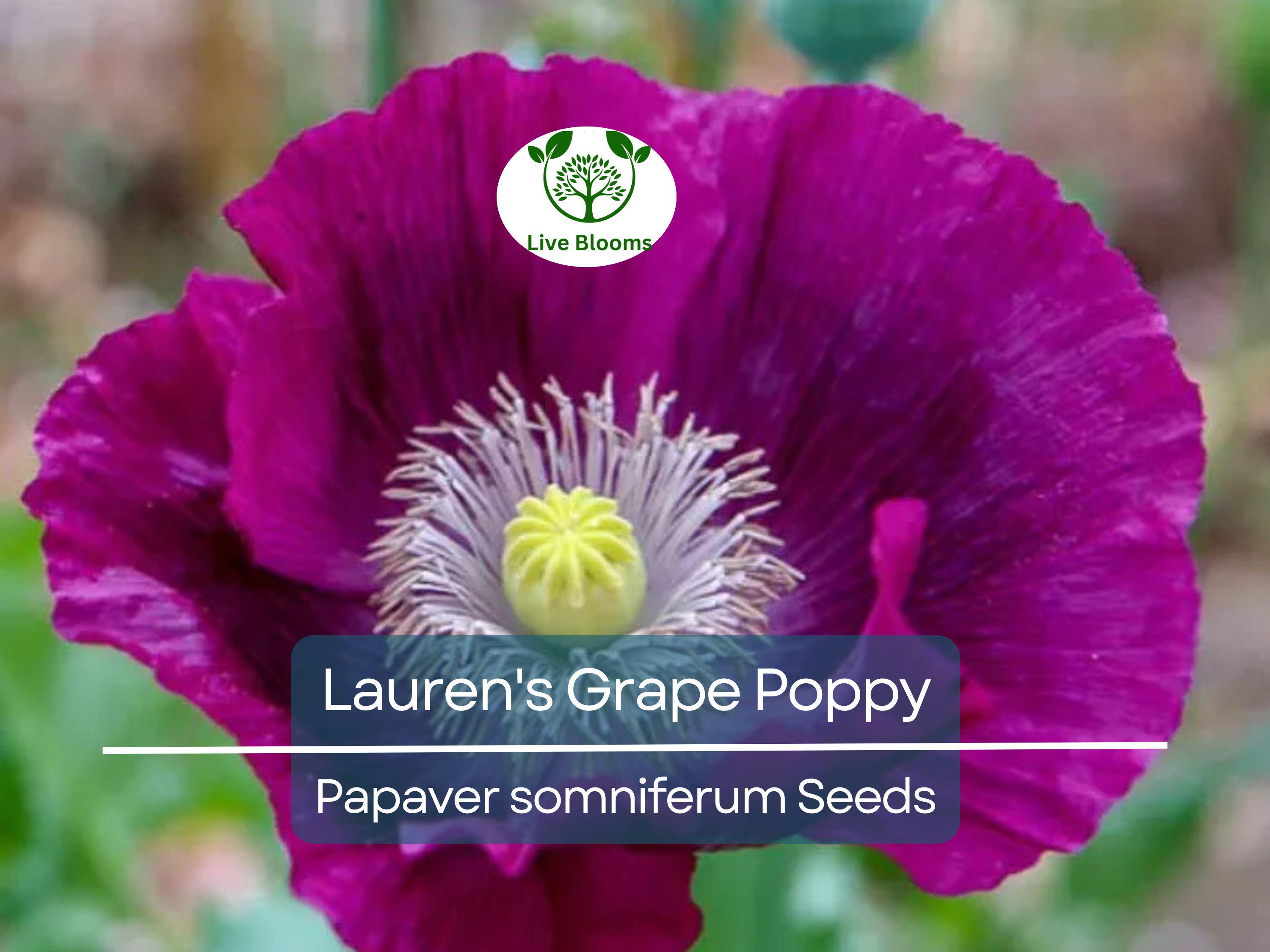 500 Seeds Poppy LAUREN'S GRAPE (Papaver somniferum) Purple Poppies, Attracts Bees & Butterflies, Non-GMO, Gorgeous Garden Flowers
