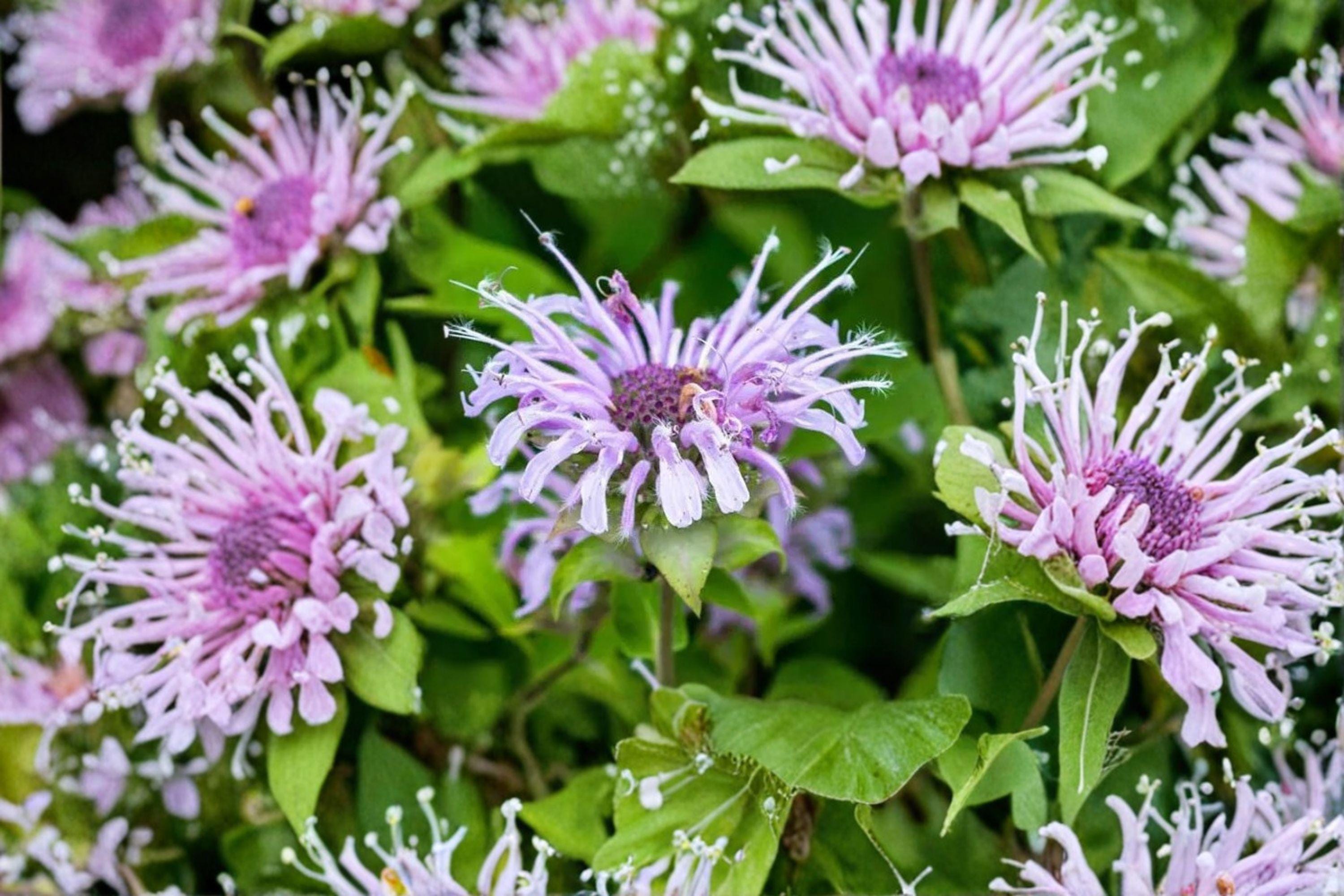 Monarda fistulosa/Wild Bergamot – 100 Seeds | Native Prairie Perennial | Lavender Blooms | Pollinator Powerhouse