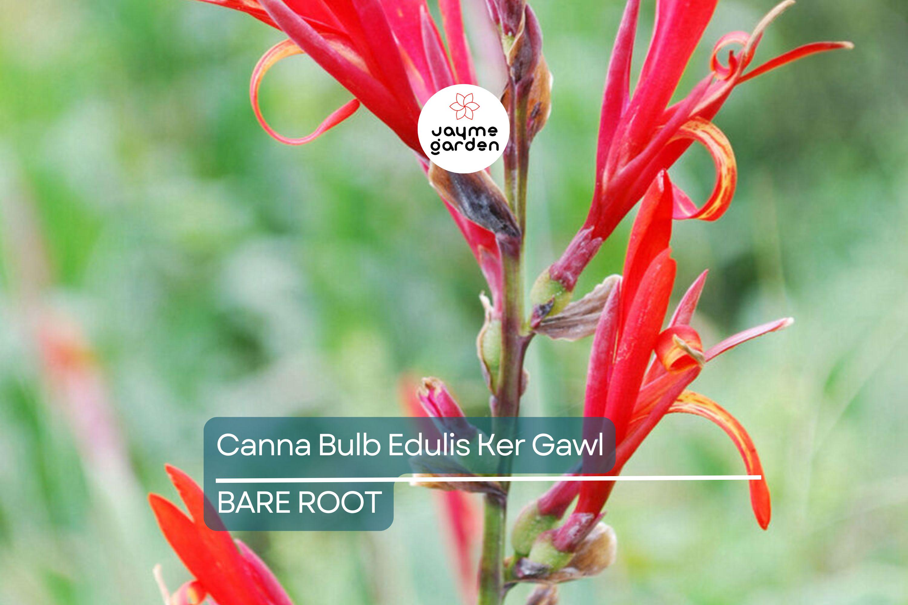 1 Canna Bulb Edulis Ker Gawl - Bare Root Live Plant - Ready to Plant, Tropical Ornamental Plant