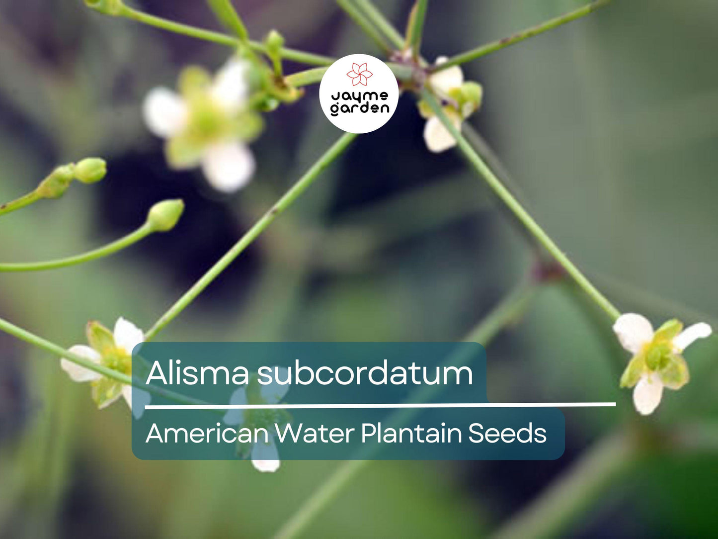 500 Seeds Alisma Subcordatum | Mud Plantain for Planting | Water Plant for Ponds & Wetlands | Native Aquatic Perennial | Wildlife Friendly