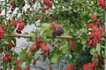 White Mulberry 2 Live Trees 18" Tall (Morus alba) Fast Growing Sweet Fruit Tree