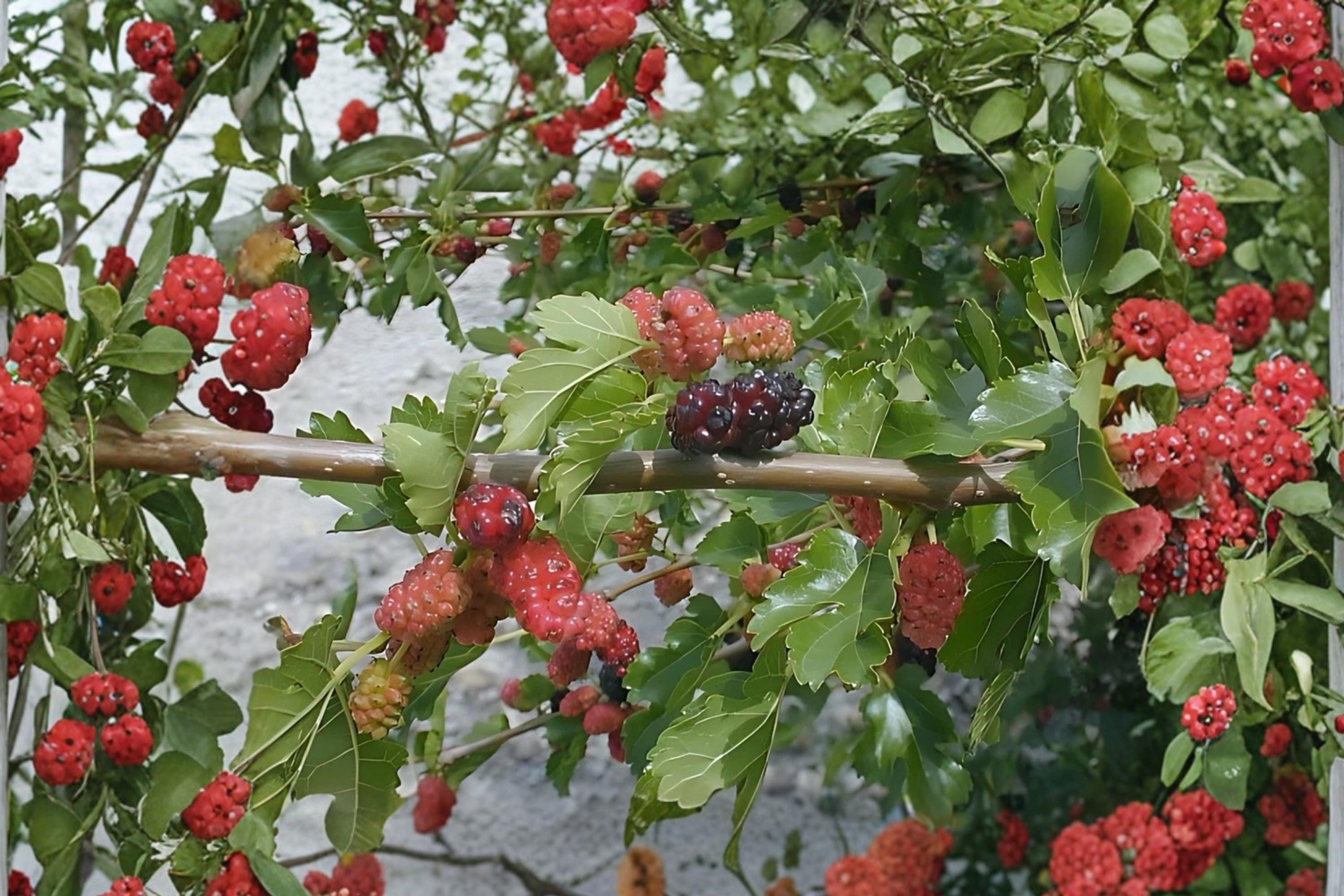 White Mulberry 2 Live Trees 18" Tall (Morus alba) Fast Growing Sweet Fruit Tree