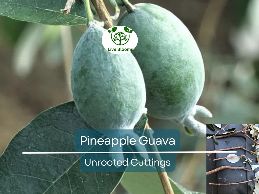 4 Unrooted Cuttings 6-8" Pineapple Guava Tree (Feijoa sellowiana) for Propagation – Tropical Fruit Tree