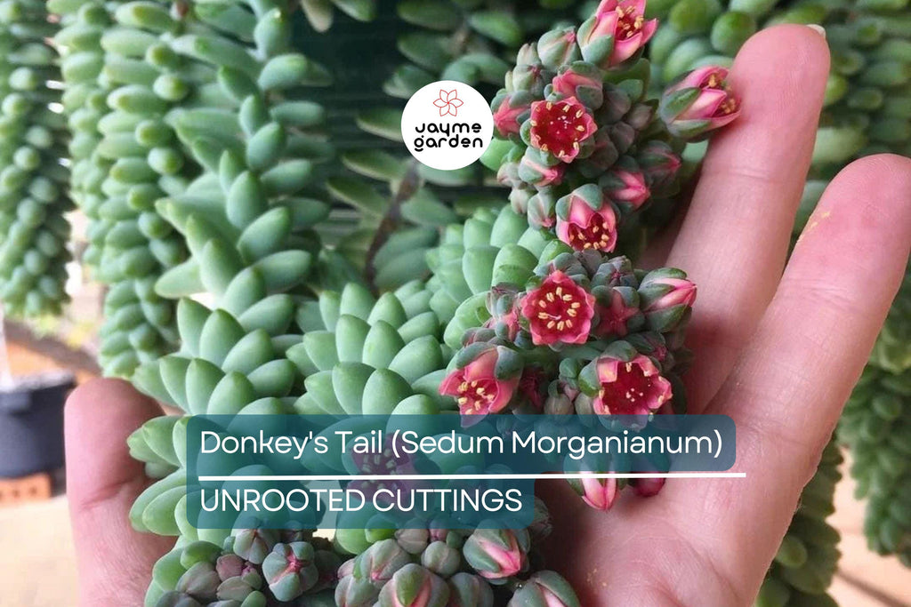 5" Donkey's Tail Succulent Cuttings (Sedum Morganianum) | 3 Fresh Burro’s Tail Cuttings | Trailing Succulent | Easy-Care Houseplant