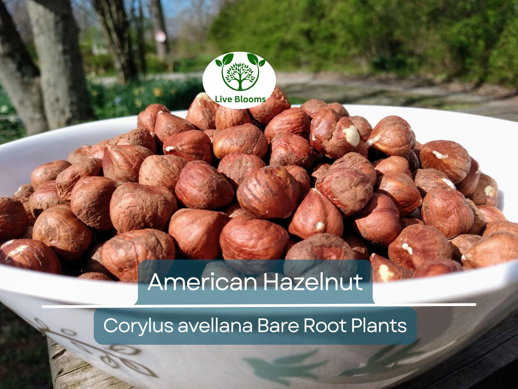 1 American Hazelnut Trees - Corylus avellana - Live Bare Root Plants 12–24" Tall - Edible Nut Tree, Wildlife, Cold Hardy, Easy to Grow