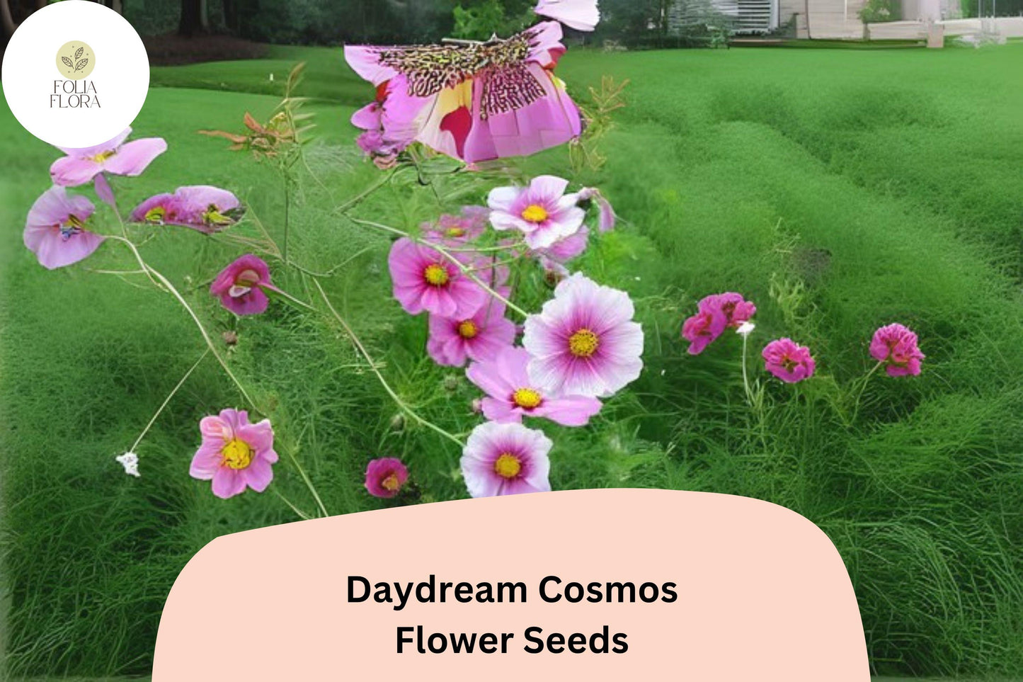 200+ Daydream Cosmos Seeds | Cosmos Bipinnatus Pink & White Bicolor Annual Flower Seeds