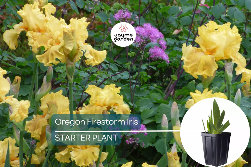 Oregon Firestorm Iris – Quart Pot | Yellow Reblooming Perennial | Deer-Resistant | Drought-Tolerant | Zones 3-10