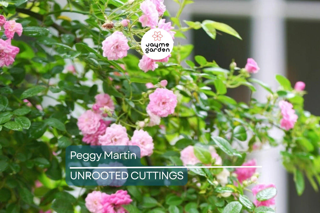 Peggy Martin Rose | 5 Unrooted Cuttings (7-8") | Katrina Rose | Thornless and Fast Growing Climber | Rare & Hardy