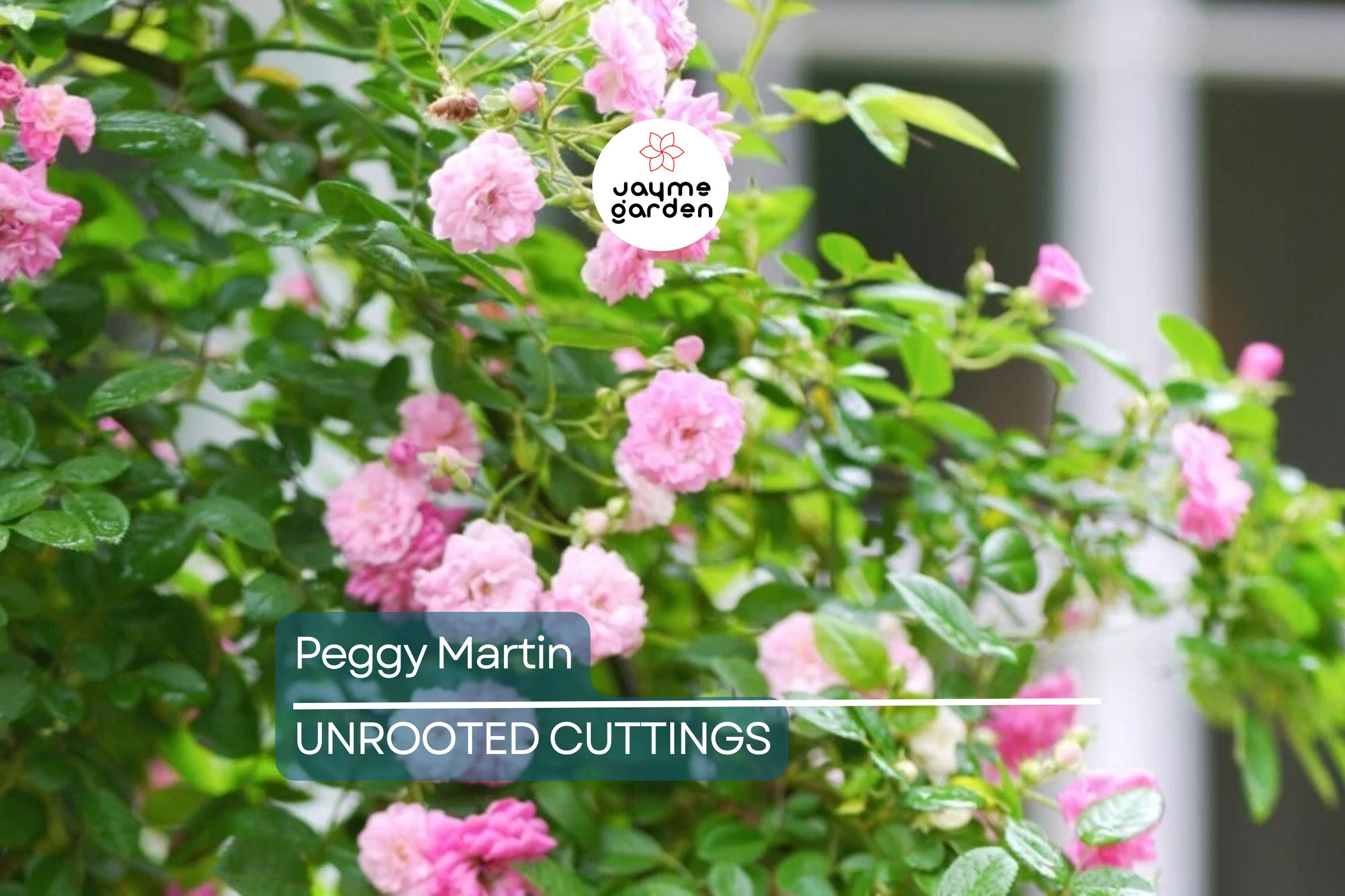Peggy Martin Rose | 5 Unrooted Cuttings (7-8") | Katrina Rose | Thornless and Fast Growing Climber | Rare & Hardy