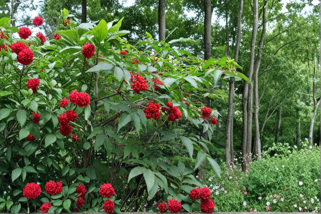 Red Elderberry Seeds – Sambucus racemosa | 30 Seeds | Hardy Berry Shrub for Wildlife & Woodland Gardens