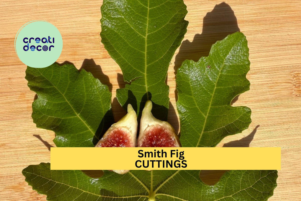 1 Smith Fig Cutting 6" to 10" – Premium Fig Tree Cutting for Propagation, Sweet-Tasting Heirloom Variety for Home Orchards