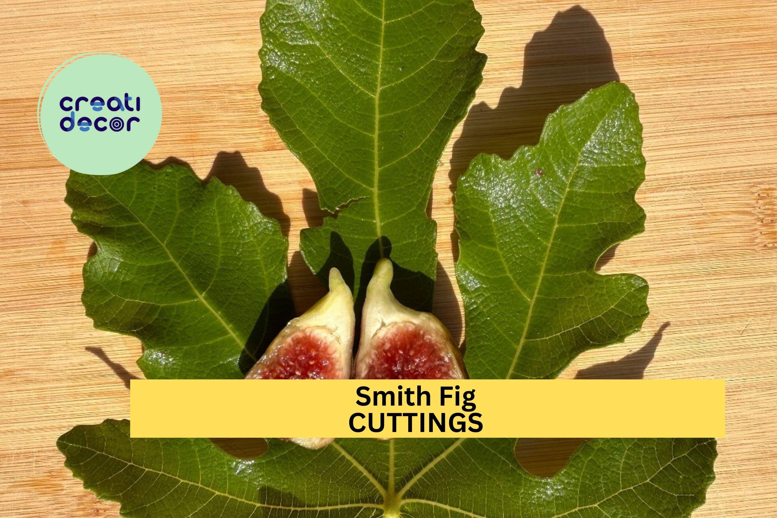 1 Smith Fig Cutting 6" to 10" – Premium Fig Tree Cutting for Propagation, Sweet-Tasting Heirloom Variety for Home Orchards