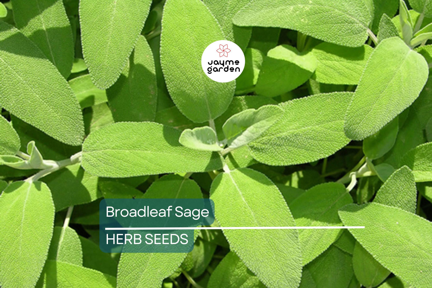 150 Broadleaf Sage Seeds – Non-GMO, Heirloom, Culinary, Perennial, Deer Resistant, Free Shipping, USA Seller