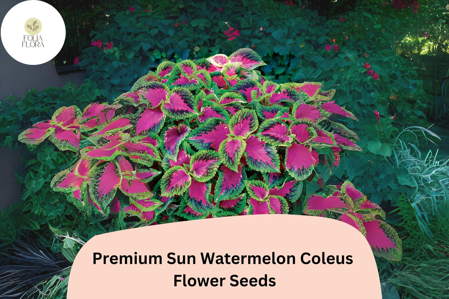 25+ Sun Watermelon Coleus Seeds for Planting | Premium Shade Plant | Pink Green Foliage Annual | Garden Bedding Seeds