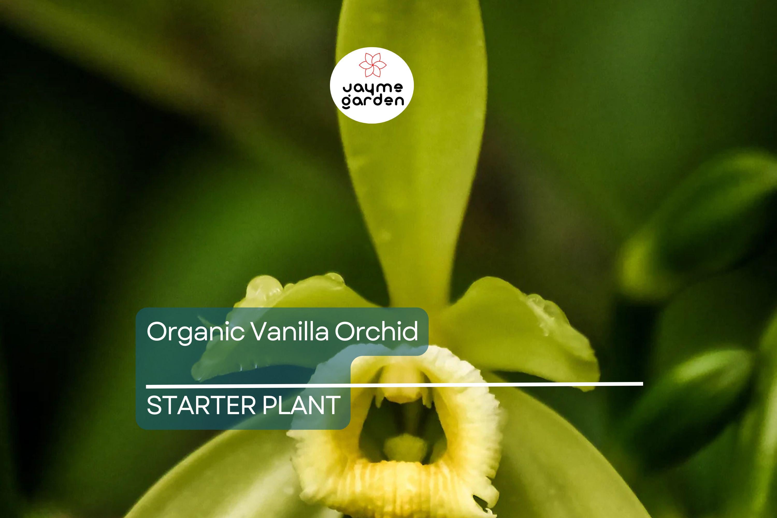 Organic Vanilla Orchid | Vanilla Planifolia Starter Plant | Live Potted Plant
