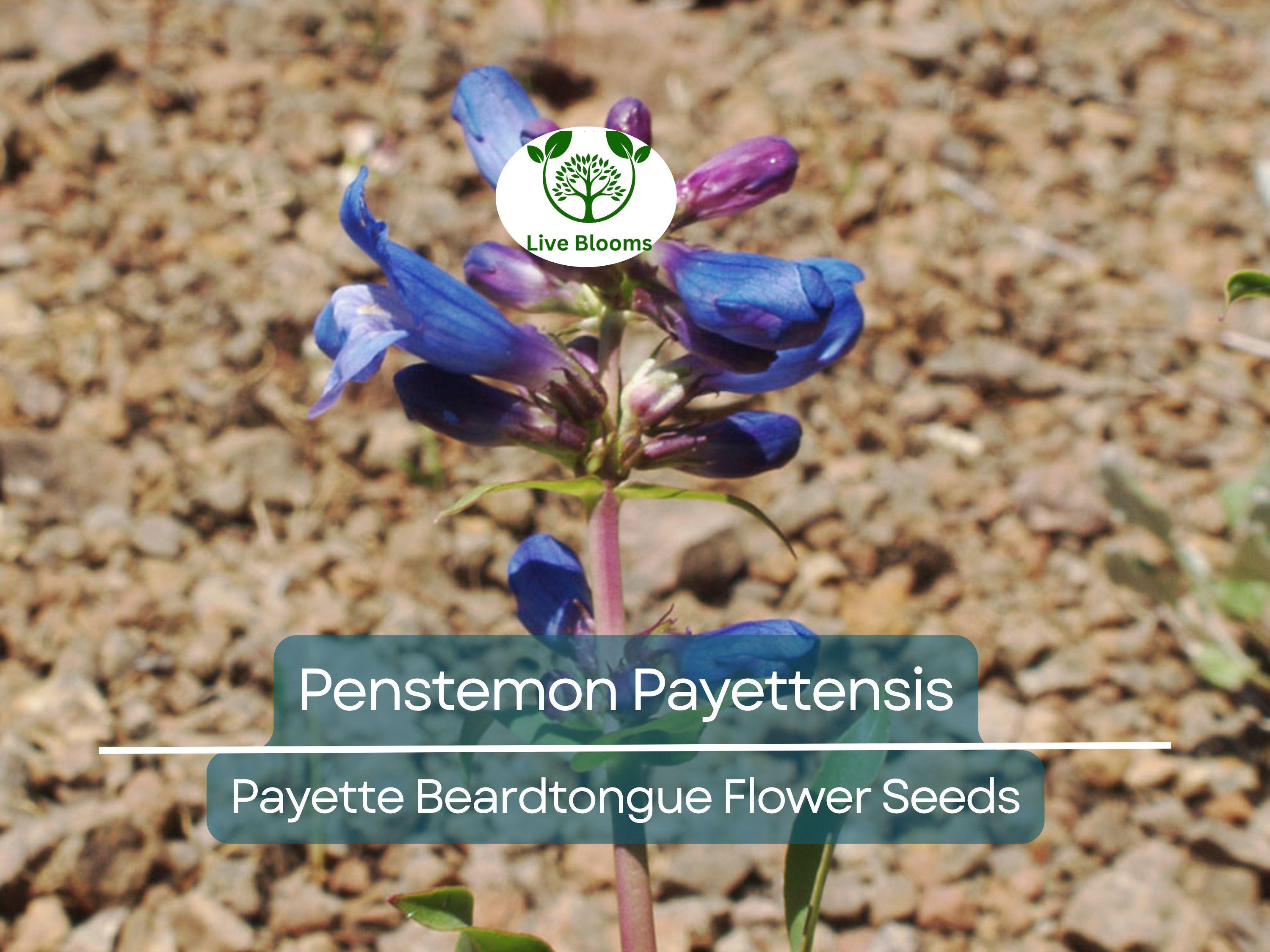 100 mg Seeds Penstemon Payettensis (Payette Beardtongue) for Planting | Native Wildflower for Pollinator Gardens & Well-Drained Soils