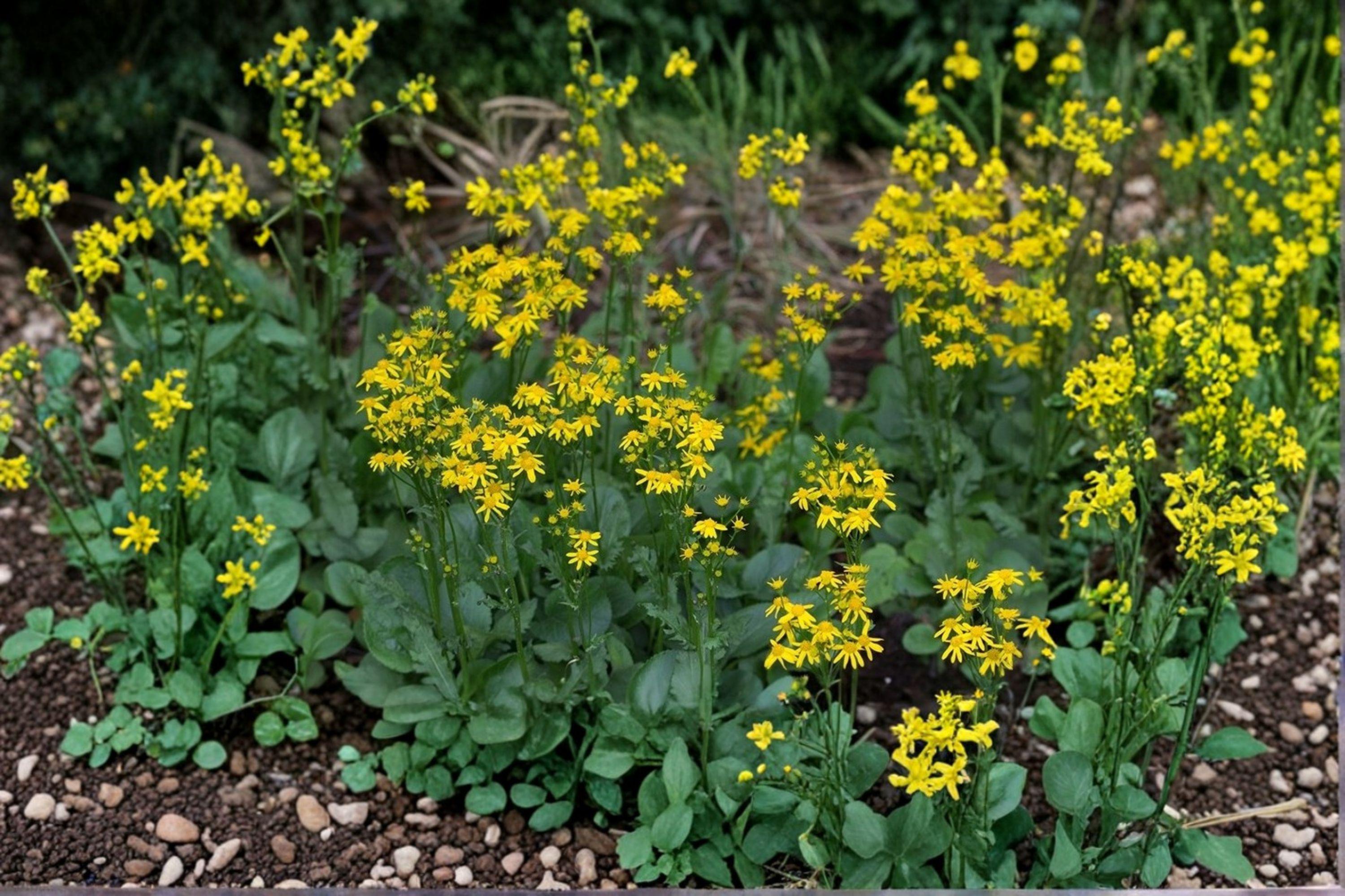 Golden Ragwort Seeds – Packera Aurea, Native Perennial, Early Spring Bloom (75 Seeds)