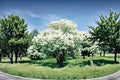 Snowball Bush 1 Live Plant 2 ft Tall (Viburnum opulus ‘Roseum’) White Flowering Shrub