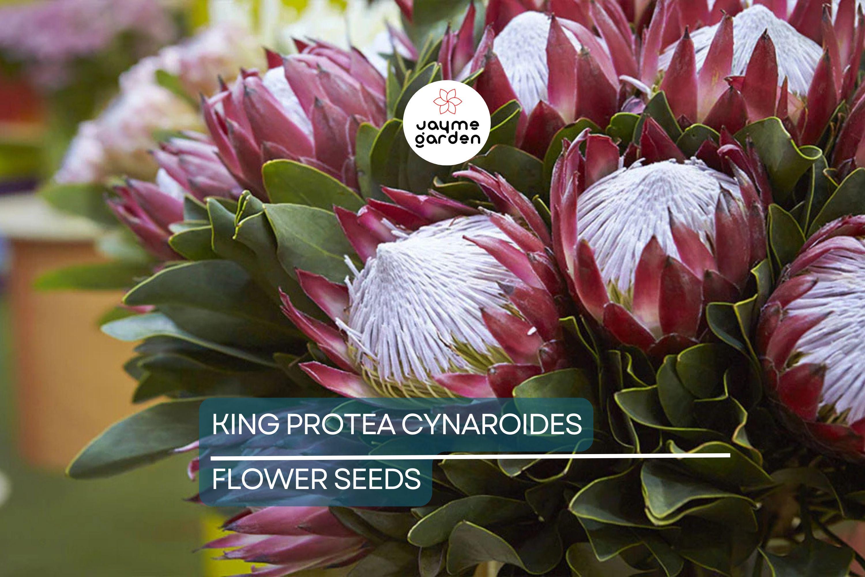 5 King Protea Cynaroides Seeds – Giant 12" Flowers, Rare Exotic Garden Plant