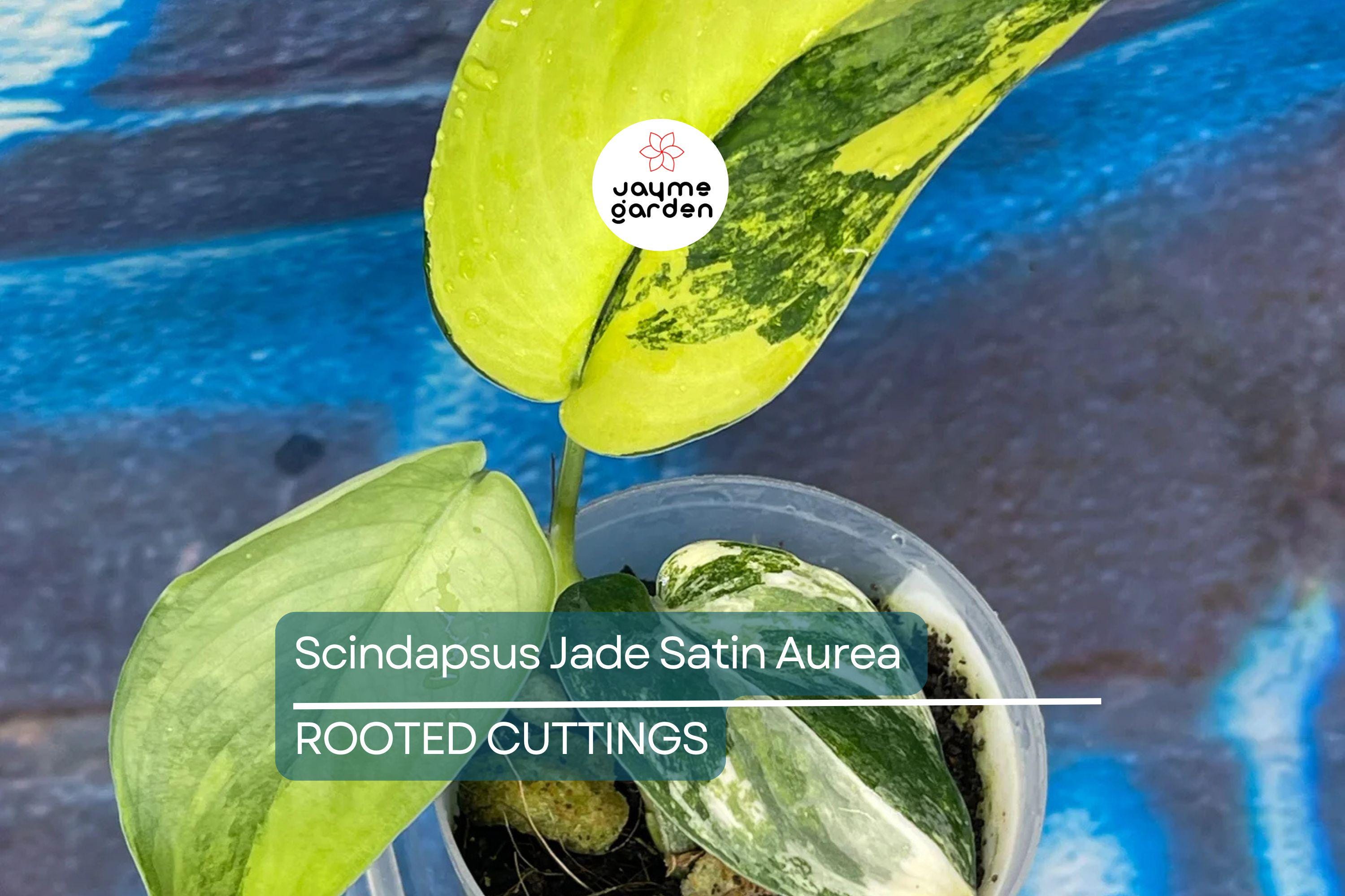Scindapsus Jade Satin Aurea Rooted Cutting in Prop Cup | Rare Variegated Houseplant with Green & Yellow Foliage