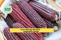 3pcs of 5g Cassia alata Seeds – Candle Bush Seeds for Tropical Garden, Ornamental Shrub with Bright Yellow Flowers Seeds for Planting