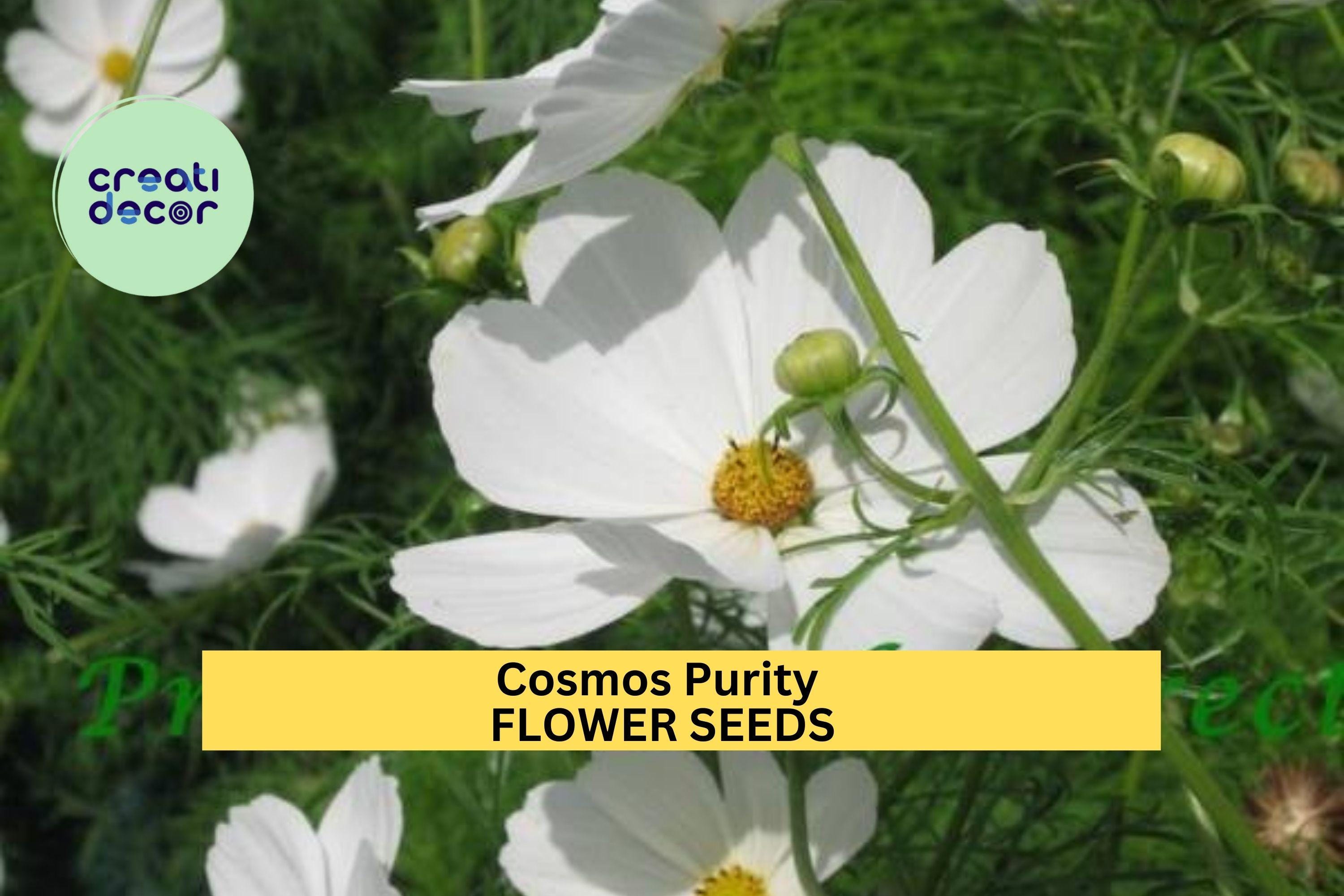 3pcs of 1g Cosmos Purity Seeds – White Cosmos for Cottage Gardens, Pollinator Beds, or Elegant Summer Flower Borders Seeds for Planting
