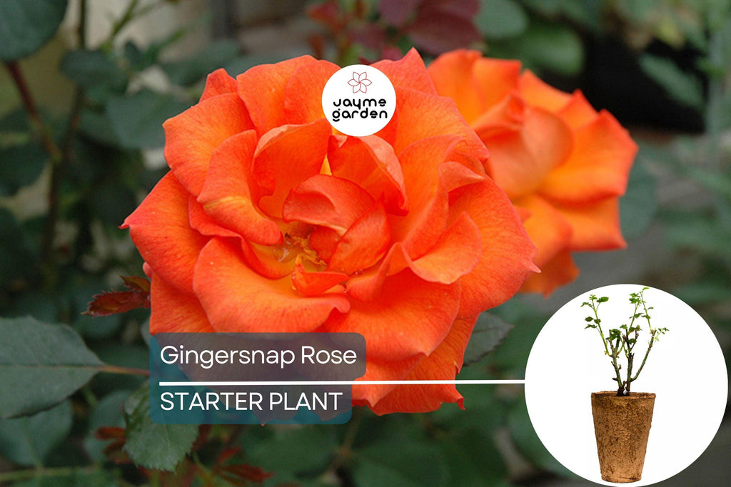 Gingersnap Rose Plant – 1.5 Gal Potted | Bright Orange Reblooming Floribunda | Fragrant & Pesticide-Free | Zones 5-10