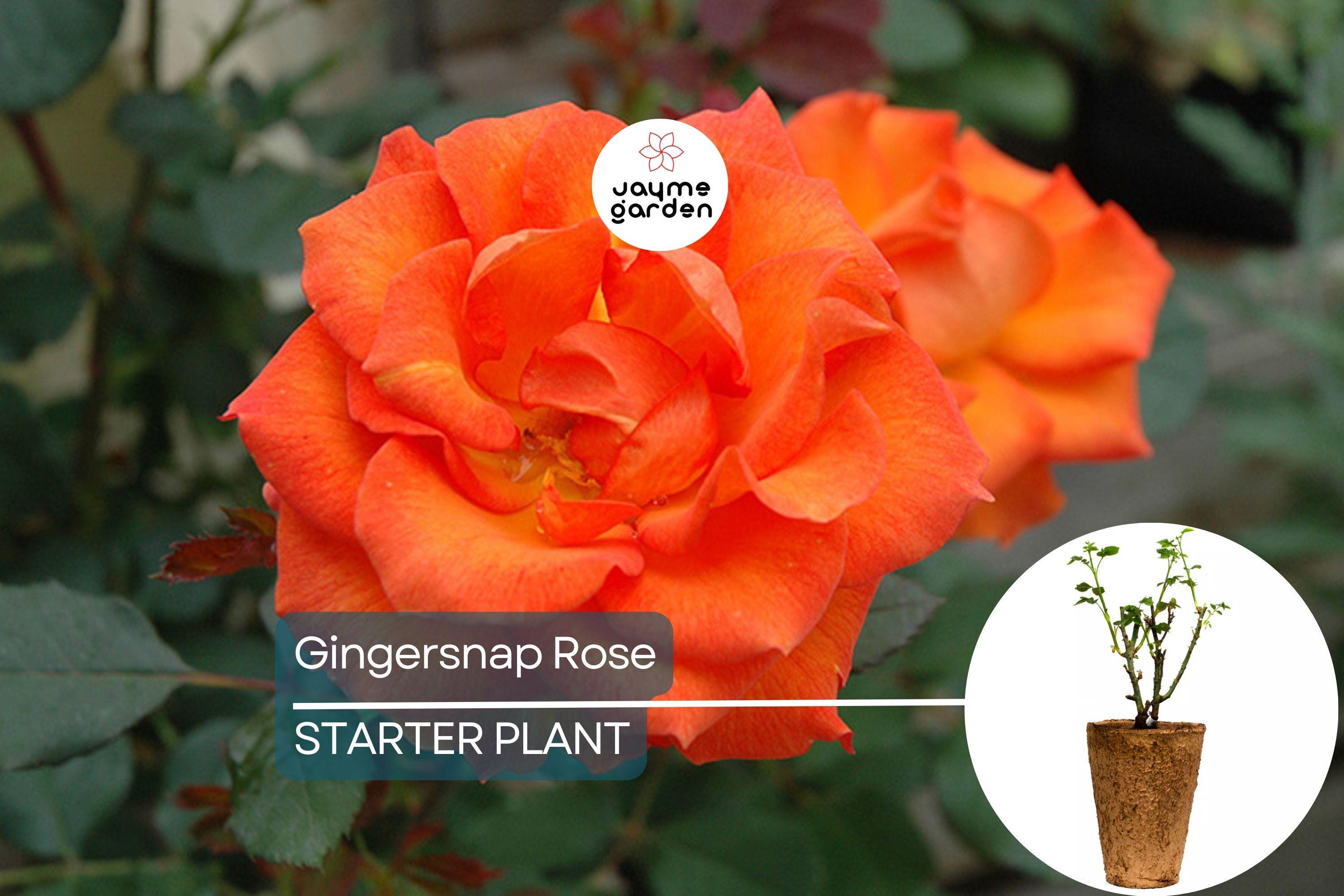 Gingersnap Rose Plant – 1.5 Gal Potted | Bright Orange Reblooming Floribunda | Fragrant & Pesticide-Free | Zones 5-10