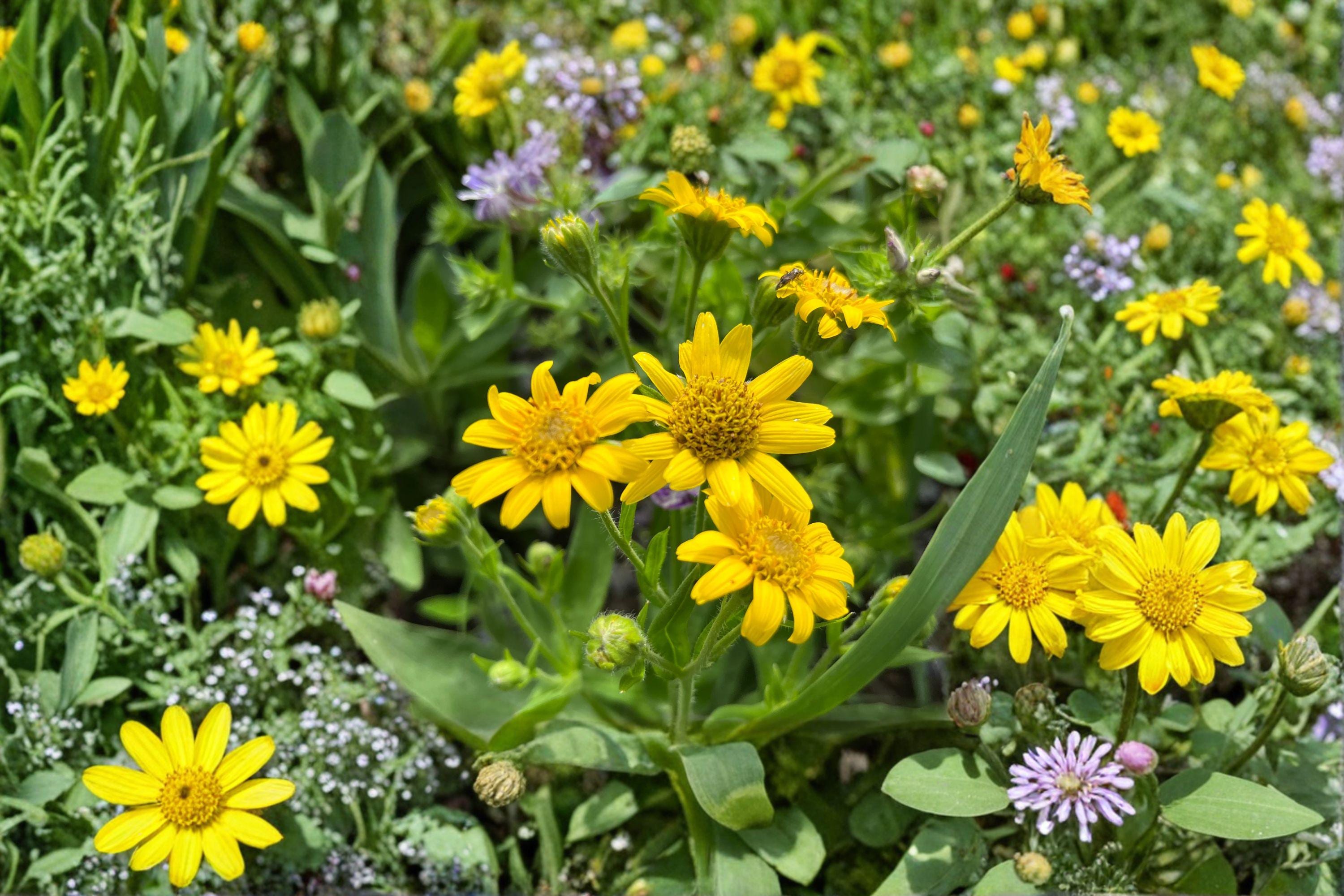 Arnica chamissonis/Meadow Arnica – 100 Seeds | Native Perennial Wildflower | Medicinal Herb | Pollinator-Friendly