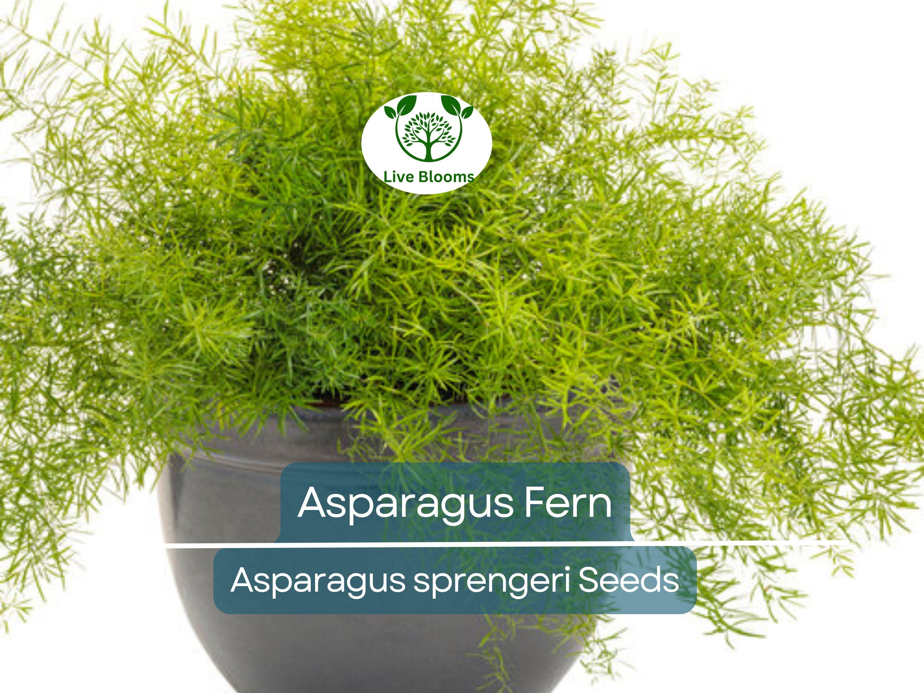 20 Asparagus Fern Sprengeri Seeds – Indoor Plant, Hanging Basket, Low Maintenance, Elegant Greenery, Fern for Pots, Easy Care Houseplant