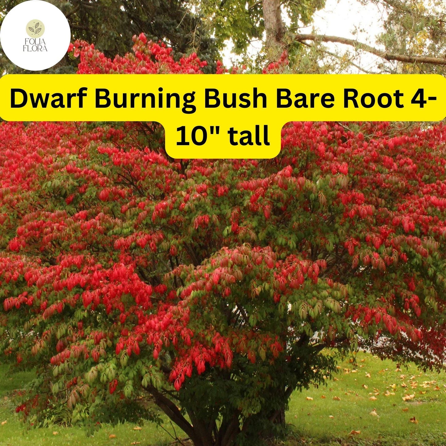 10 Dwarf Burning Bush Plants, Euonymus alatus, Hardy Bare Root, Compact Shrubs, Fall Foliage 4-10" tall