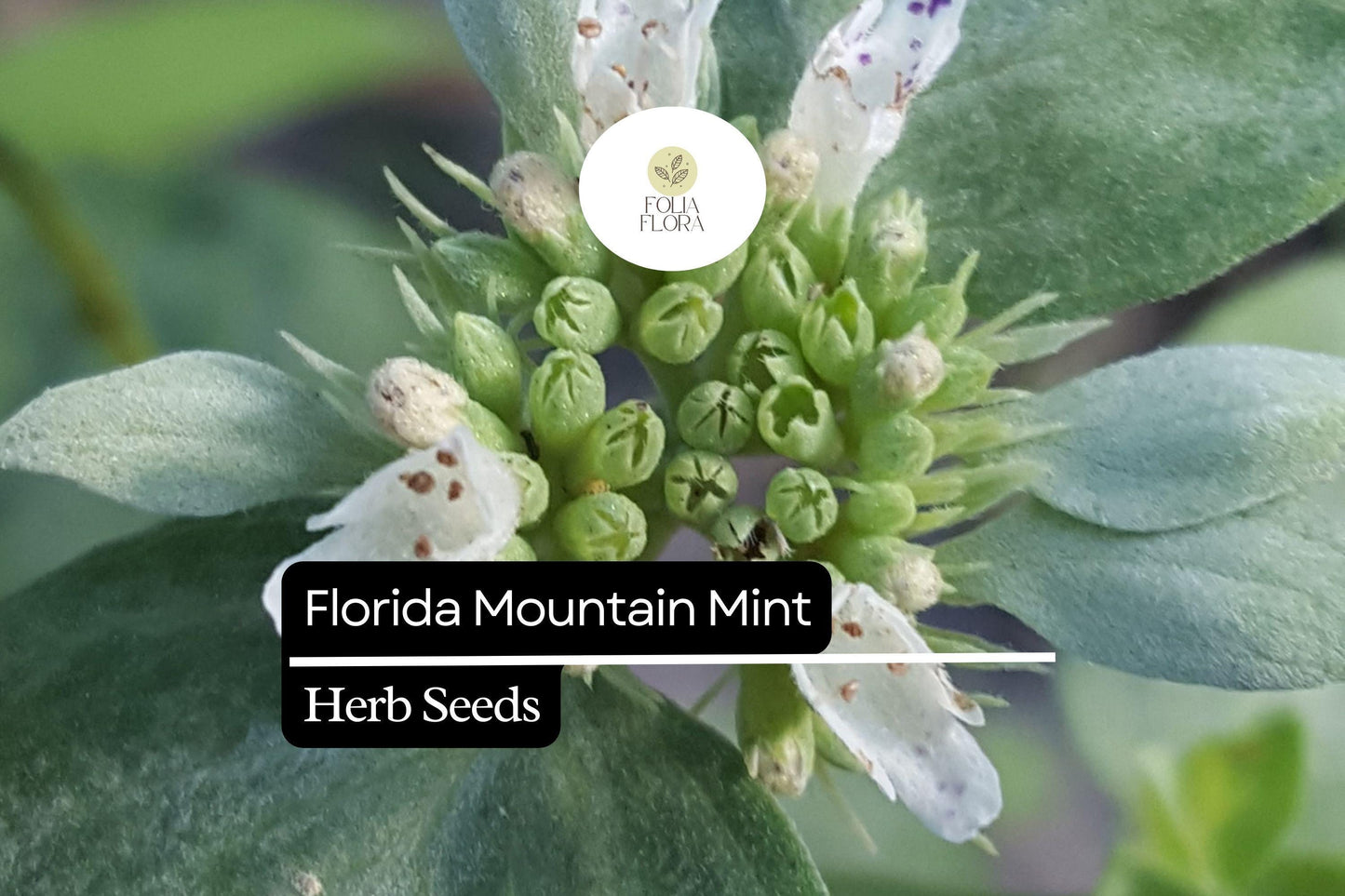 25 Seeds Florida Mountain Mint Seeds (Pycnanthemum floridanum) | Fragrant Perennial Herb for Pollinators, Tea