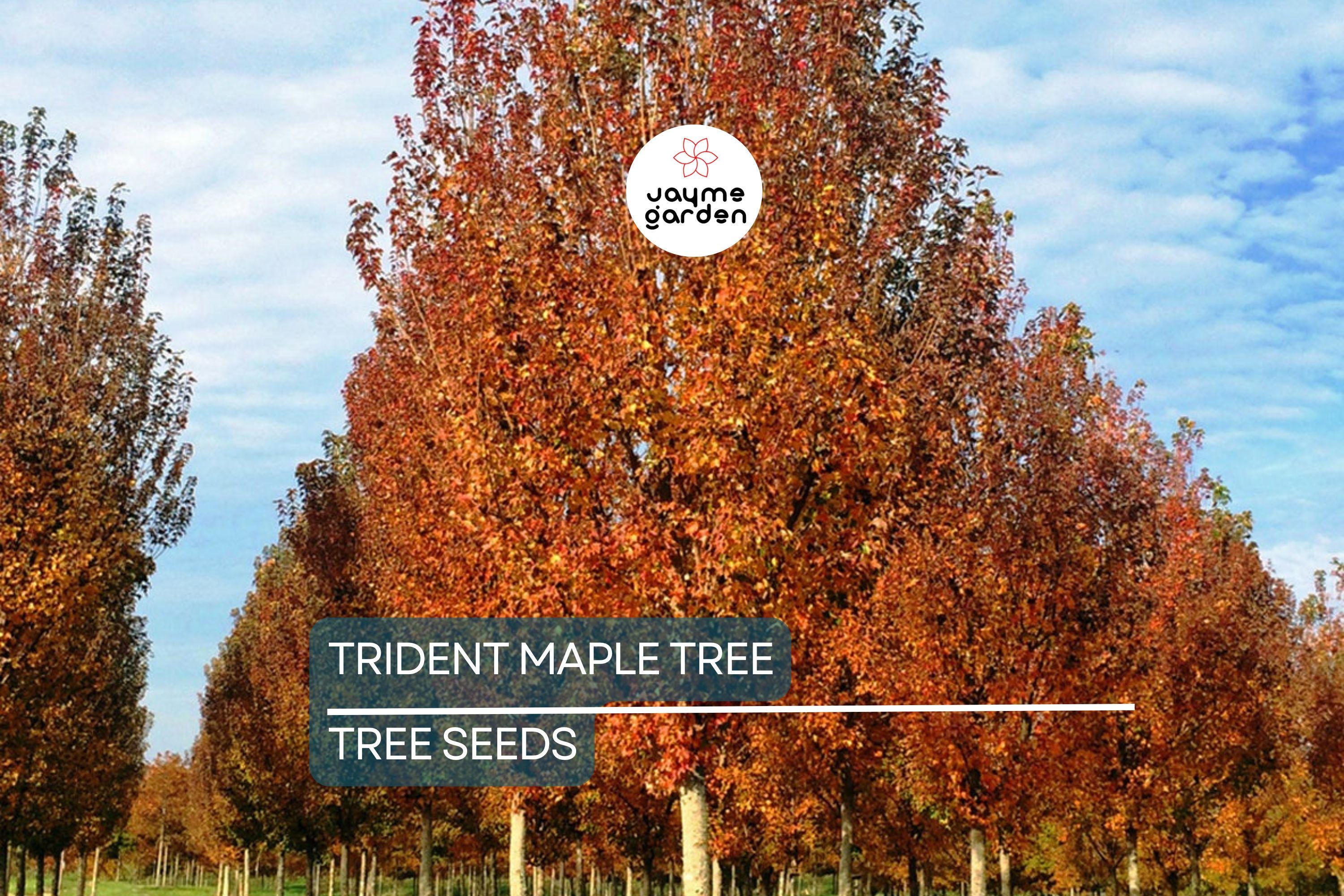 20 Trident Maple Tree Seeds – Acer buergerianum, Hardy Bonsai & Fall Colors