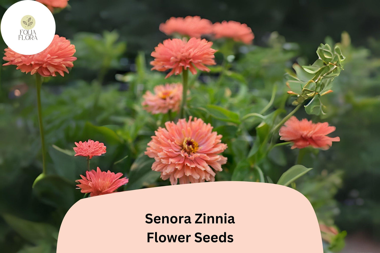 100+ Senora Zinnia Seeds | Soft Pink Blooms | Annual Garden Flowers, Easy Grow, Cut Flower Variety