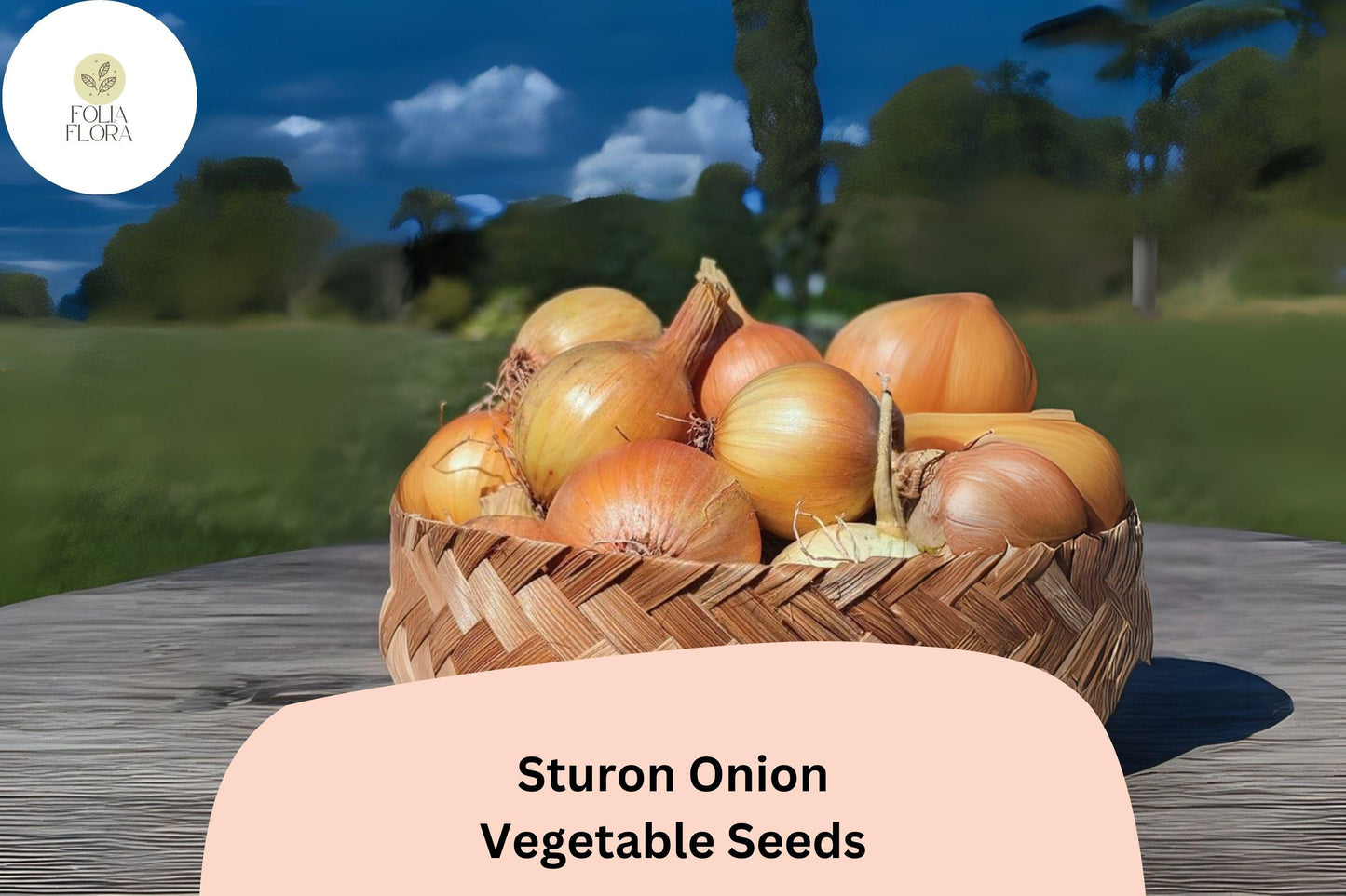 500+ Sturon Onion Seeds | Yellow Storage Onion | Reliable Heirloom | Garden Planting | Allium cepa Seeds