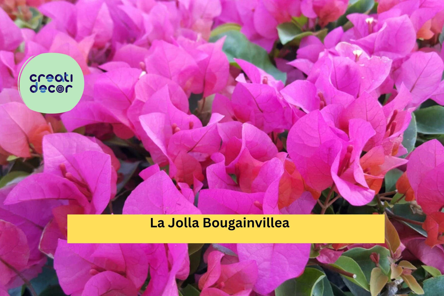 La Jolla Bougainvillea – Bougainvillea glabra Hybrid – Well-Rooted Starter Plug, Ships Bare Root, Bright Magenta Flowering Vine