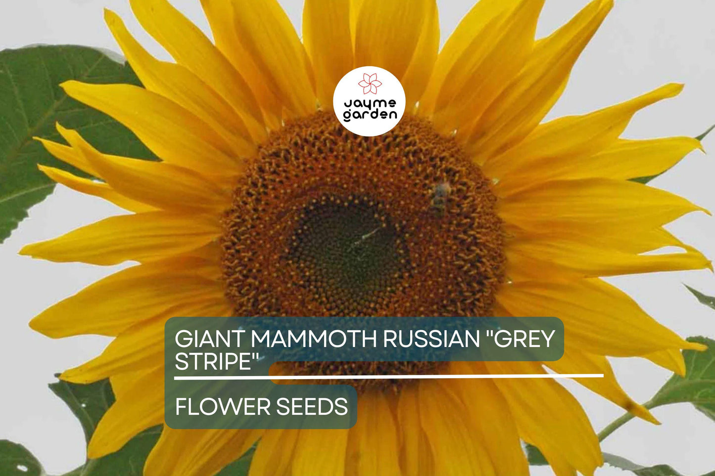 10 Giant Mammoth Russian "Grey Stripe" Sunflower Seeds – Heirloom, Hardy, 10" Flowers, 8-12 ft Tall, USDA Zones 2-11, Pollinator Friendly