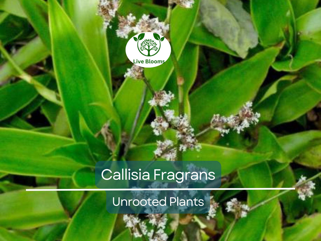 2 Callisia Fragrans / Home Ginseng Unrooted Plants - Unique Indoor Houseplant for Easy Care