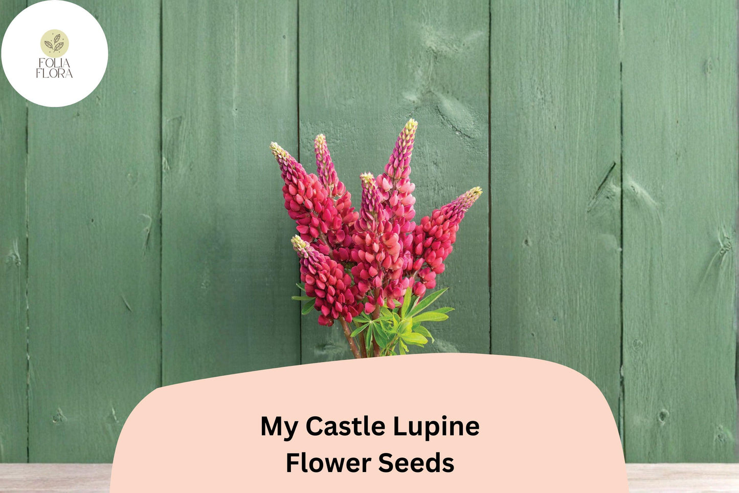 25+ My Castle Lupine Seeds | Deep Red Lupinus | Vibrant Tall Blooms for Garden Planting