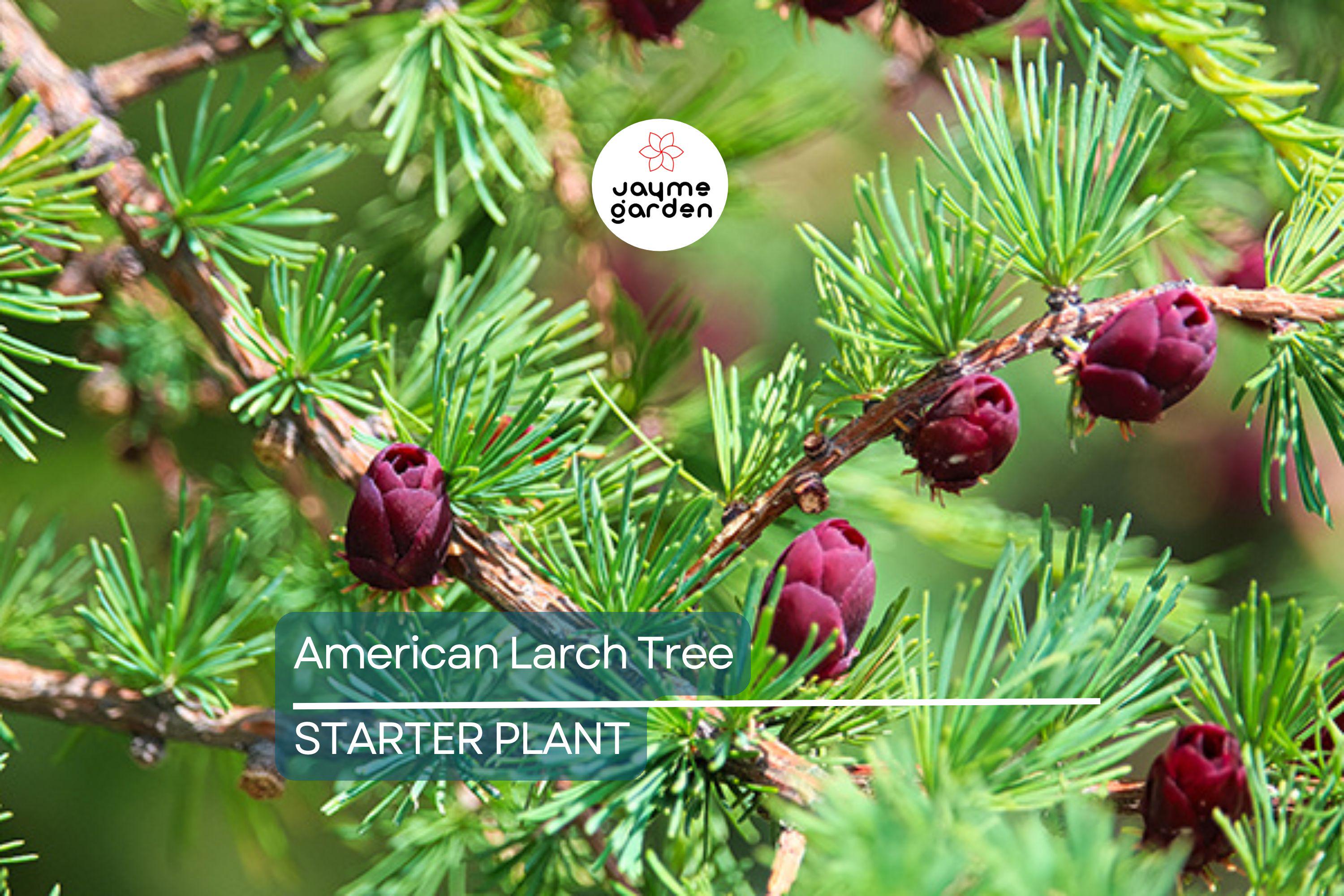 American Larch Tree Live Bare Root, 10–12" Tamarack, Fast Growing, Zone 3–9