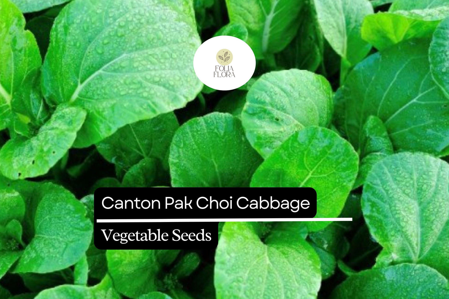 500 Canton Pak Choi Cabbage Seeds – Brassica rapa – Tender Asian Greens, Fast-Growing, Non-GMO, Mild Flavor, Great for Stir-Fries