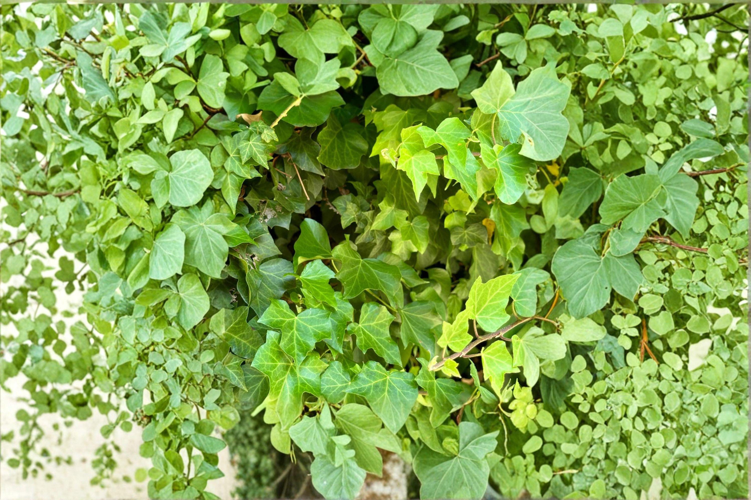 Virginia Creeper Seeds – Parthenocissus quinquefolia | 10 Seeds | Native Climbing Vine | Fast Growing Ornamental