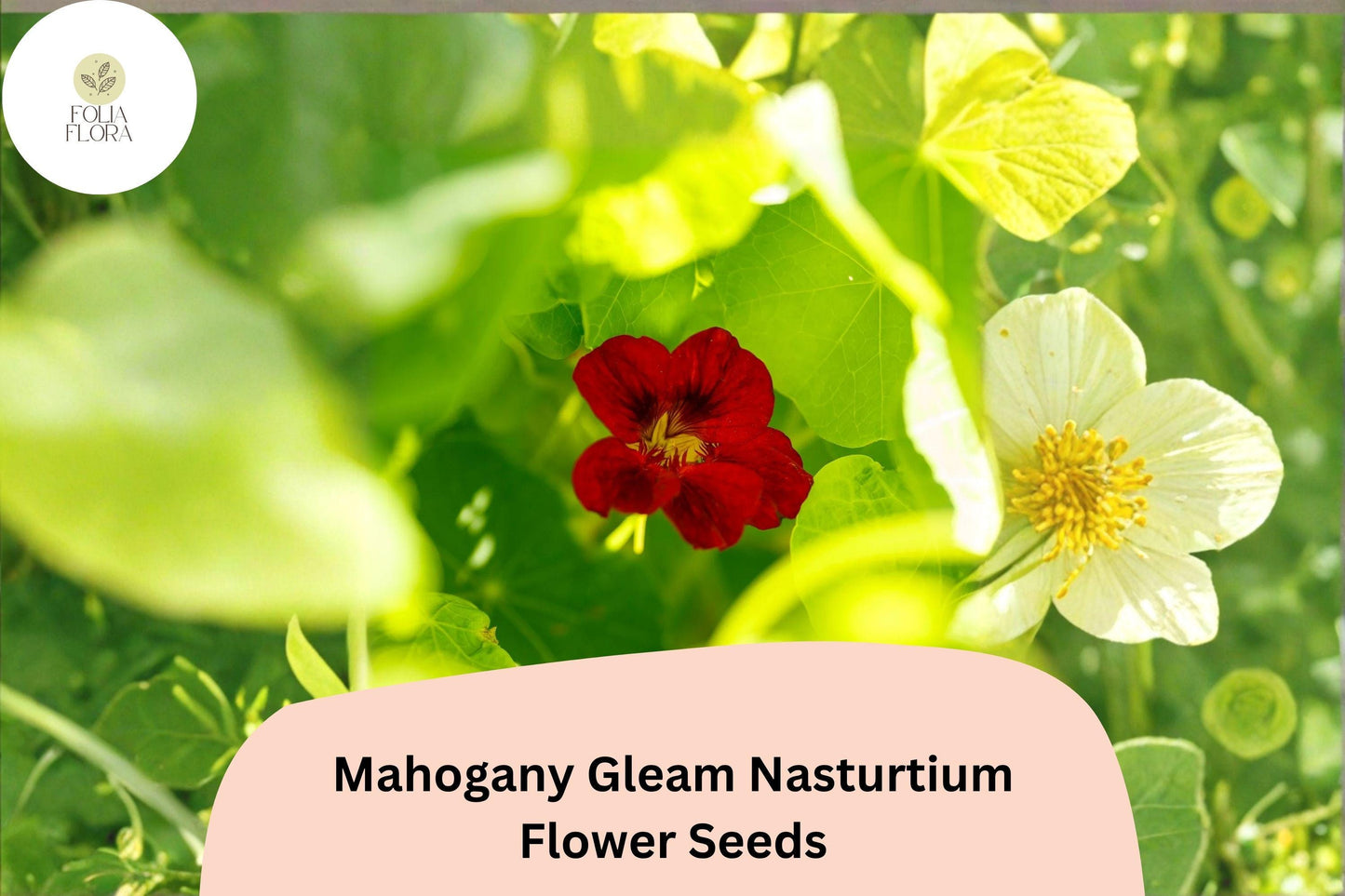 50+ Mahogany Gleam Nasturtium Seeds | Tropaeolum majus | Deep Mahogany-Red Blooms