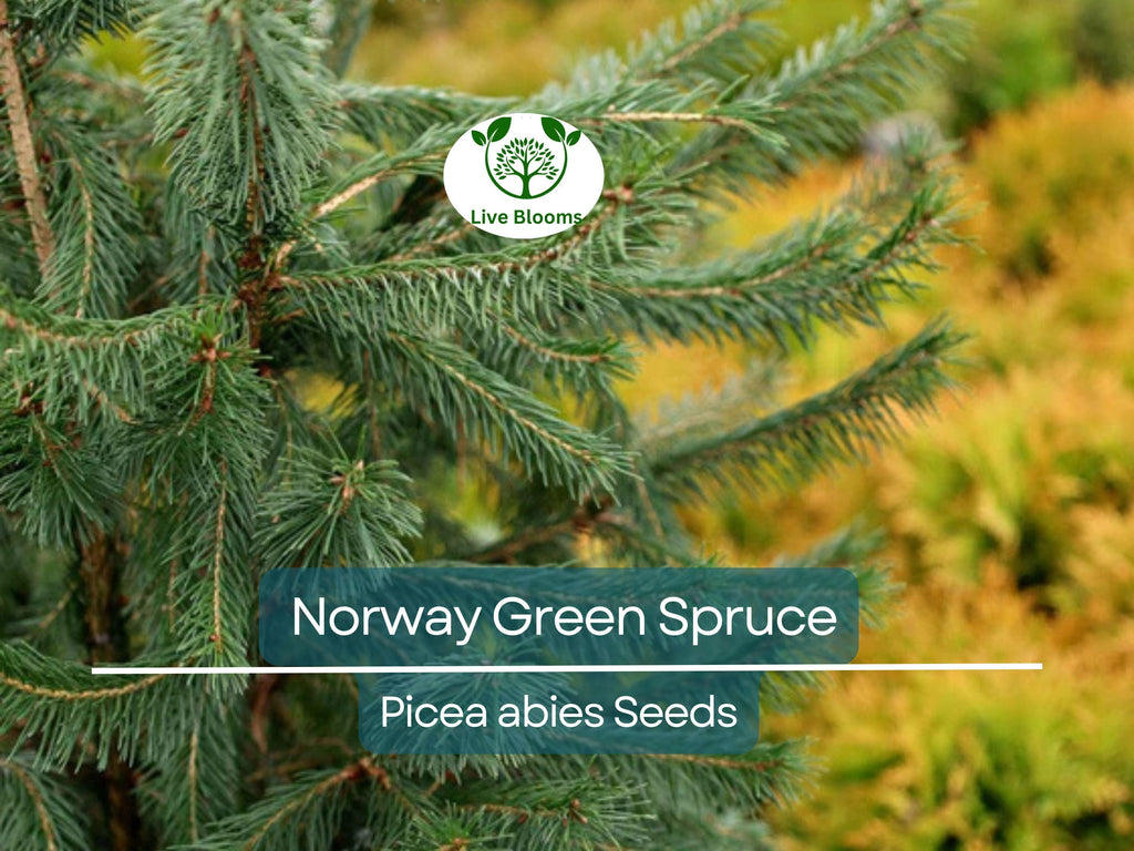 50 Norway Green Spruce Seeds (Picea abies) | Tree Seeds, Evergreen, Hardy Tree, Garden, Landscaping, Holiday Decorations