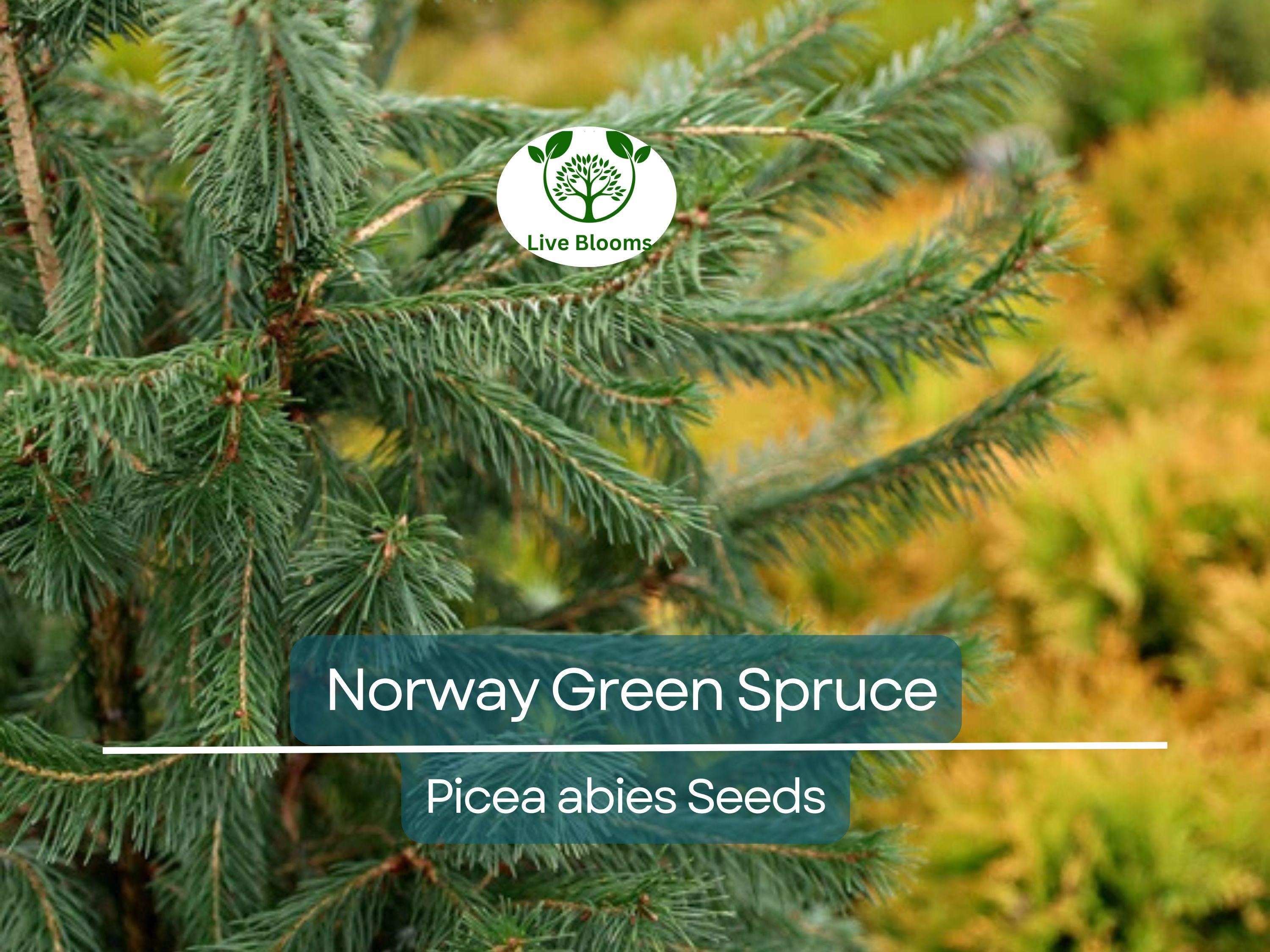 50 Norway Green Spruce Seeds (Picea abies) | Tree Seeds, Evergreen, Hardy Tree, Garden, Landscaping, Holiday Decorations