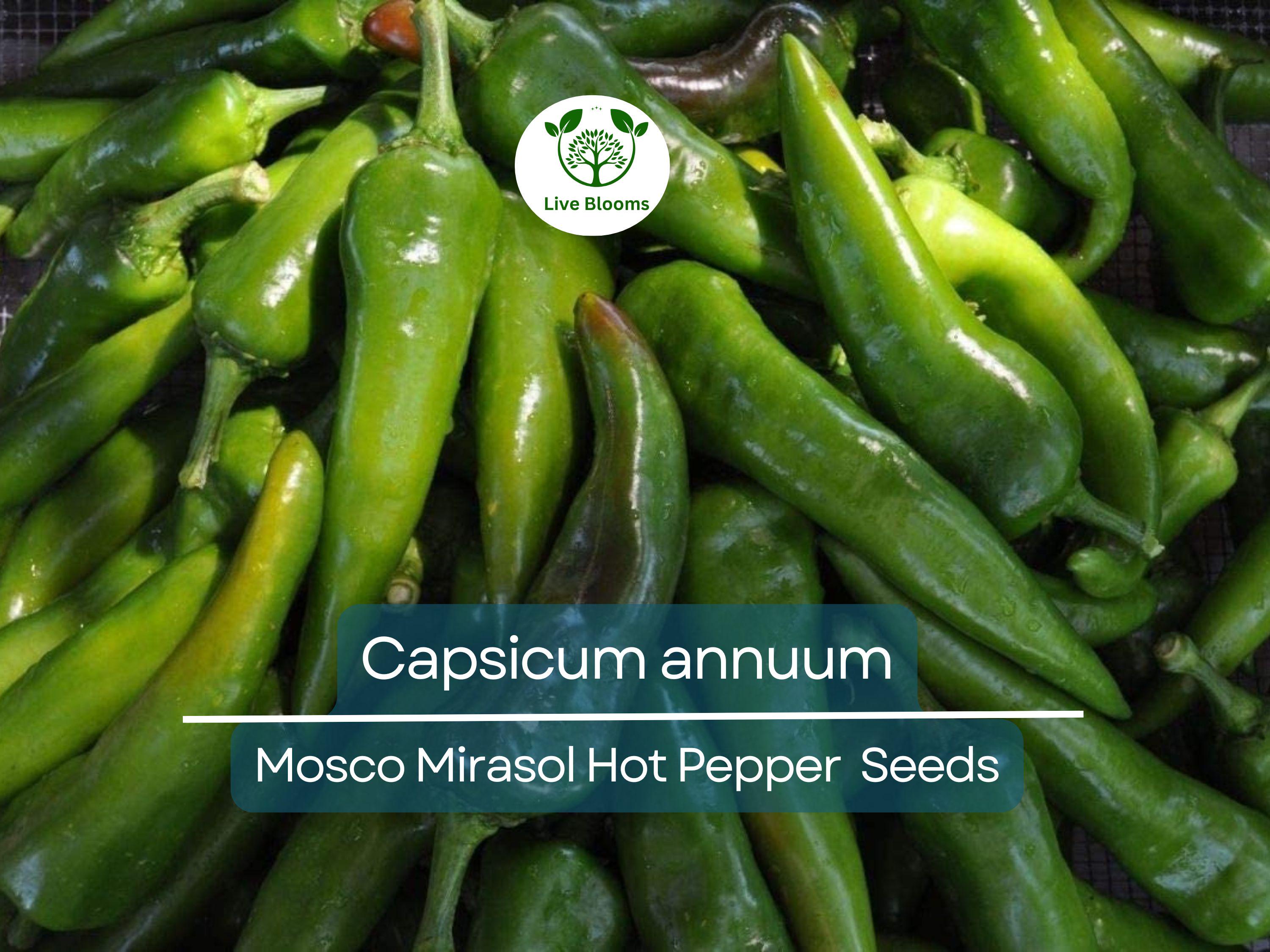 250 mg of Mosco Mirasol Chile Seeds - Pueblo Guajillo Hot Pepper | Capsicum annuum | Heirloom Pepper Seeds for Planting & Cooking